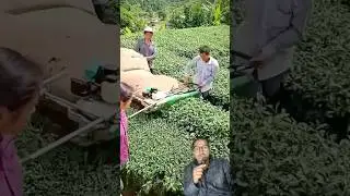 Chiya Tipne Dami Machine - Great Tea Harvesting Machine