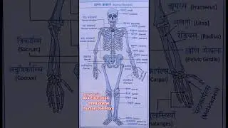 मानव कंकाल human skeleton# Akk Education #biology#up police #uppcs #ro aro#test