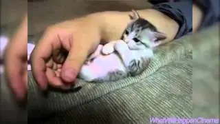 Kittens falling asleep compilation - cutest video on Youtube!