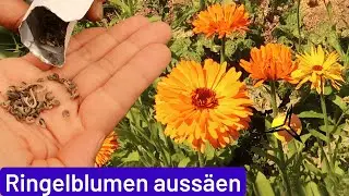 Ringelblumen auss&auml;en, vorziehen & anbauen
