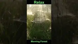 Relaxation video -Morning Forest. Relax. #Shorts
