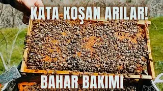 BAHAR BAKIMI KATA KOŞAN ARILAR!/ KOLONİ YÖNETİMİ ARIYI KATA HAZIRLAMA