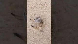 Meerkats give each other a hug #shorts #meerkat #love