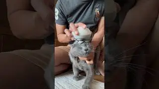 First time using a cat massager