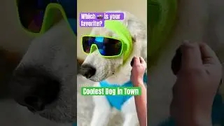 Which 1️⃣ is your favorite? #dogs #funnyanimals #cooldog #entertainingvideo #entertaininganimals