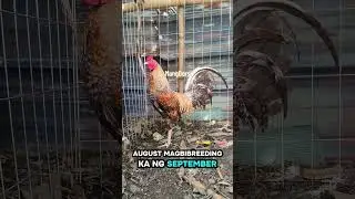 Breeding Season Guide #shortvideo #freerangechickens #backyardanimals #chickenbreeds