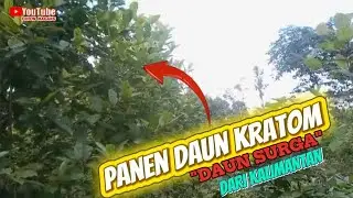 Sekilas !!! panen daun kratom, daun surga dari kalimantan