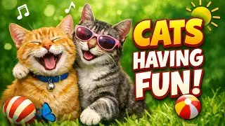 Cats at Play: Pure Joy and Fun😾🙀😽