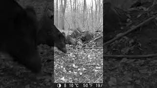 кабан фотоловушка #hunter #foxhunt #hoghunting #nighthunt #animals