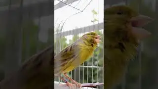Spanish timbrado canary song  - 21-019