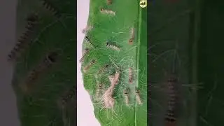 Moth Eggs Hatching #shorts
