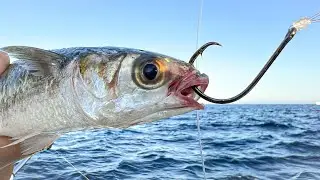 Pesca de MERO Y PARGO con LISA VIVA