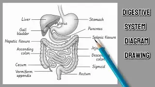 Digestive System Class 1 | Easy Digestive System Diagram on Chart Paper | Biology drawing | ArtEdu