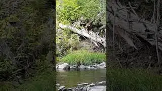 Forest Water Flowing & Birds Sounds for Relax #shorts #nature #birds