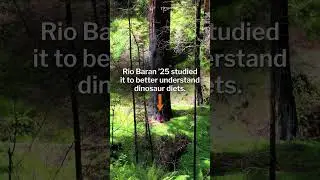 Princeton Senior Thesis Spotlight: What isotopes in redwood leaves reveal about dinosaur diets