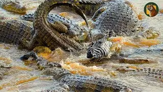 CROCODILES : The terrifying way of hunting of cold-blooded predators | ANIMAL DOCUMENTARY