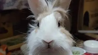 Let's watch bunny do his midnight chores! #mofu #bunny #rabbit #cute #viralvideo #うさぎ #かわいい #可愛い #4k