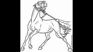 This Horse is TERRIFIED of Fly Spray!