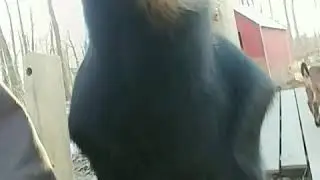 Cute Baby goat close up