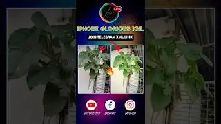 iPhone Glorious XML | GCam Look Like iPhone 📷🔥 #iphone #lmc #short