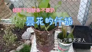 修剪下的枝条不要扔 昙花的仟插