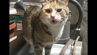 funny cat opens her mouth after smelling something