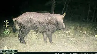 Trail Camera Catches: Wildlife on Our Land | Cellular Game Cam Footage 9/24/2025