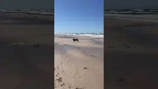 Eurasier on the beach :O