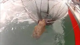 PESCA DE LA SEPIA AL CELO