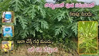 మన బొప్పాయి తోటలొ విపరీతమైన గడ్డి వచ్చింది best weedicide for pappay ||AGRI GURU||