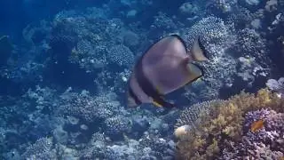 Fledermausfisch Marsa Alam 2018