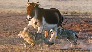 Ослы УНИЧТОЖАЮТ леопардов и волков в жестокой дикой схватке! 😳🐴