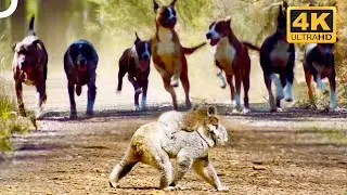 Wild Dingo Dogs Chase A Koala And Her Baby! 😱 | 4K Animal Documentary