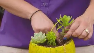 Succulent Pumpkin with TERRA