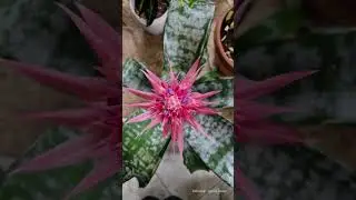 Tak pięknie kwitnie bromelia 🤩🌸🌸 #bromelia #kwiaty #kwiatydoniczkowe