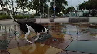 Dog playing in the fountain