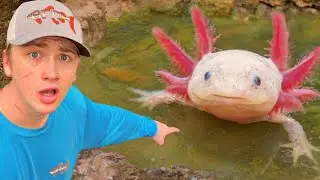 Encontrei axolotes em um lago abandonado!