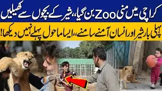 New Karachi Zoo | Kids Playing With Loin Cubs | Amazing Scenes | Capital TV