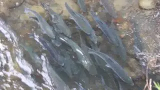 Salmon Run in Seward, AK