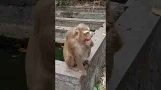 Best video monkey requests fruits eating, Baby monkey is very cute. #animals #monkey