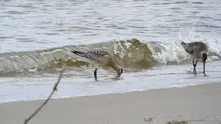 Szlamnik (Limosa lapponica)