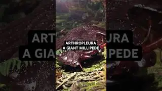 Arthropleura - a Giant Millipede the size of a Human