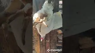 Простой способ забоя бройлеров.