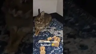 BIG YAWN from Bunbun! 😂 #houseless #nomad #hotellife #bunny #bunbun #cute #silly #funny #yawn #love
