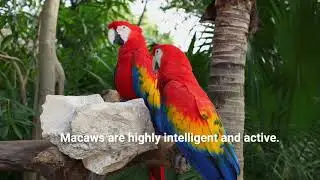 Pet Scarlet Macaws For Sale www Thefinchfarm com