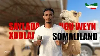 Maxan kusoo arkey saylada xoolaha ee ugu wey somaliland 😲🐑🐄🐪