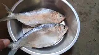 What is the name of this fish #fish #hilsha #vlog #padma