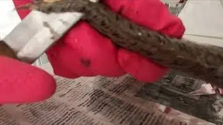 How to Clean a Venomous Weever Fish | Safe & Easy Method
