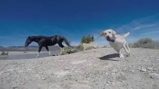 Horse Kick