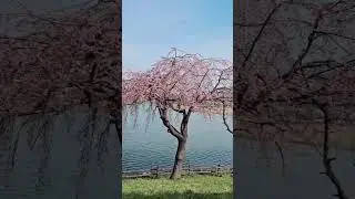 [나무] 안산 호수공원의 수양벚나무 🌸 Prunus apetala